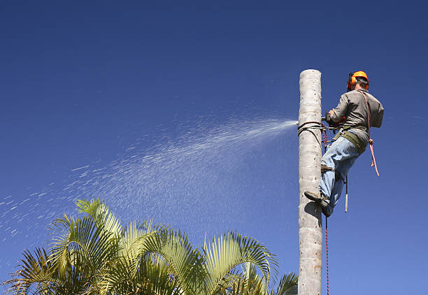 Best Tree Risk Assessment  in Palmetto, FL