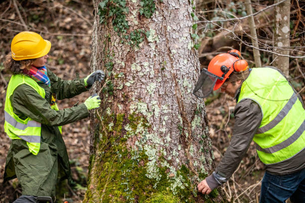 Best Tree Disease Treatment  in Palmetto, FL