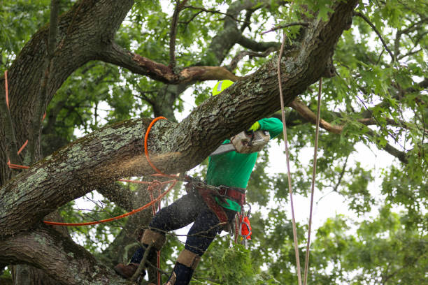 Best Commercial Tree Services  in Palmetto, FL